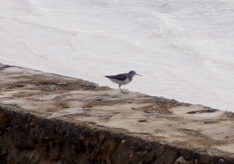 Common Sandpiper - ML204695431