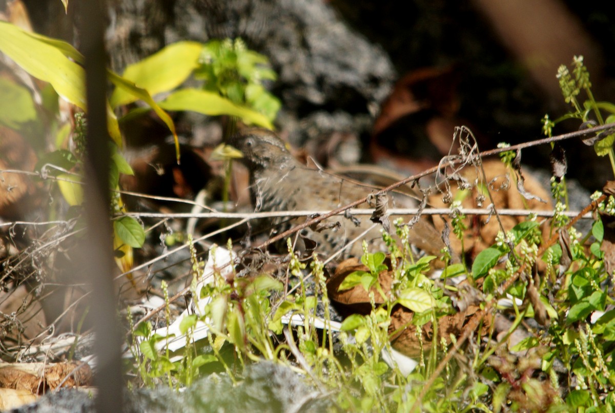 Barred Buttonquail - ML204695441