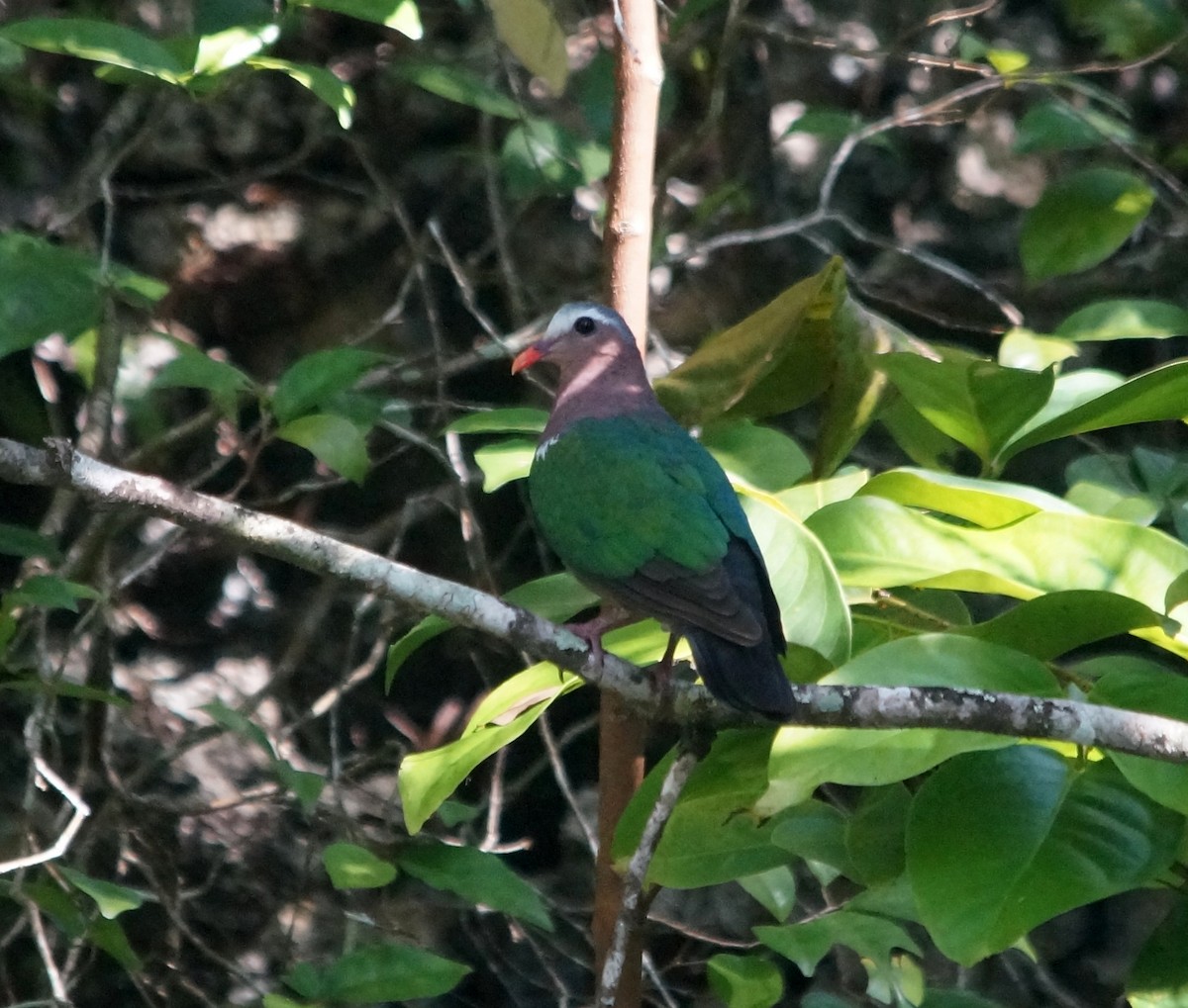 Asian Emerald Dove - ML204695451