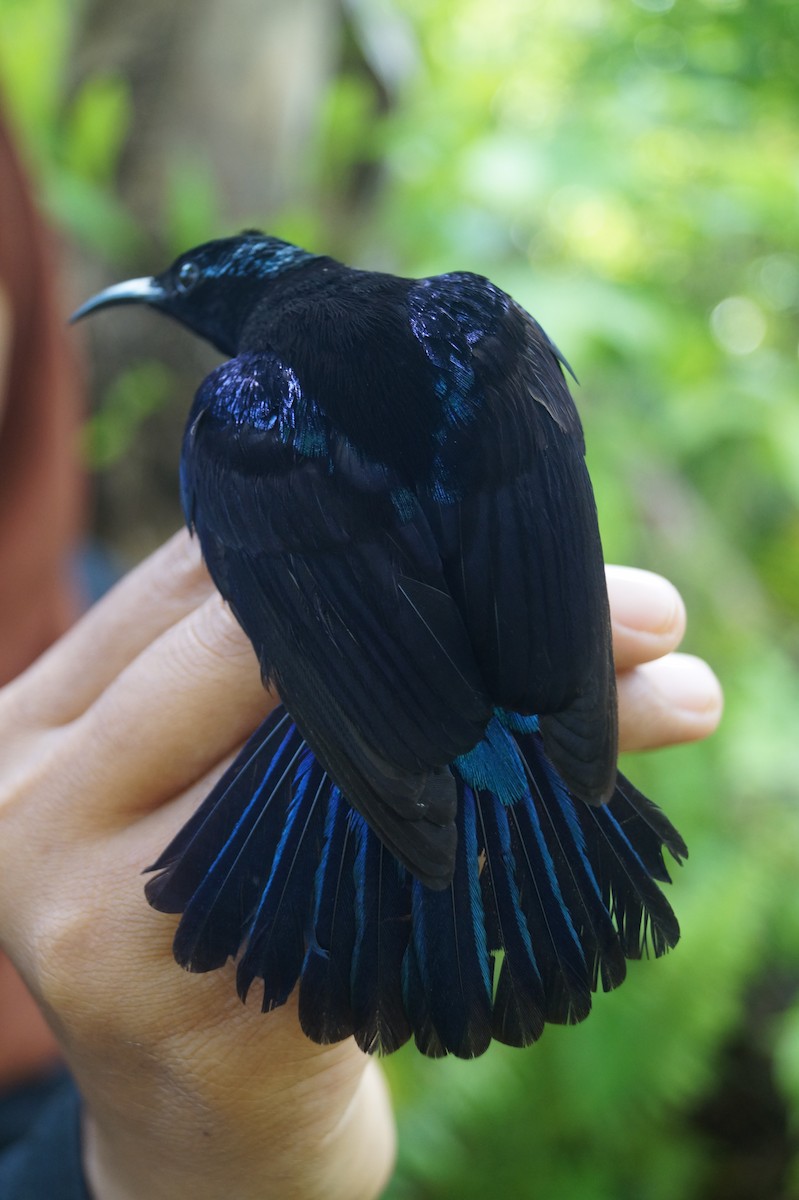 Black Sunbird - ML204695461