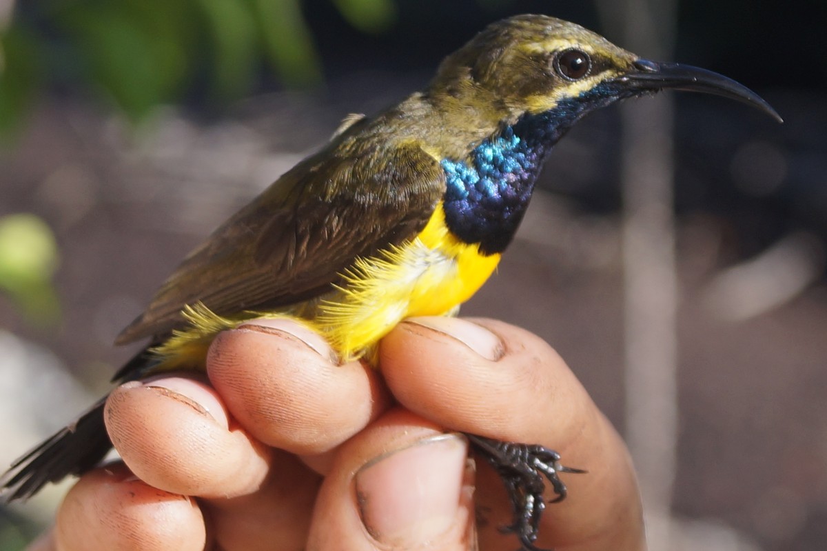 Sahul Sunbird - ML204695481