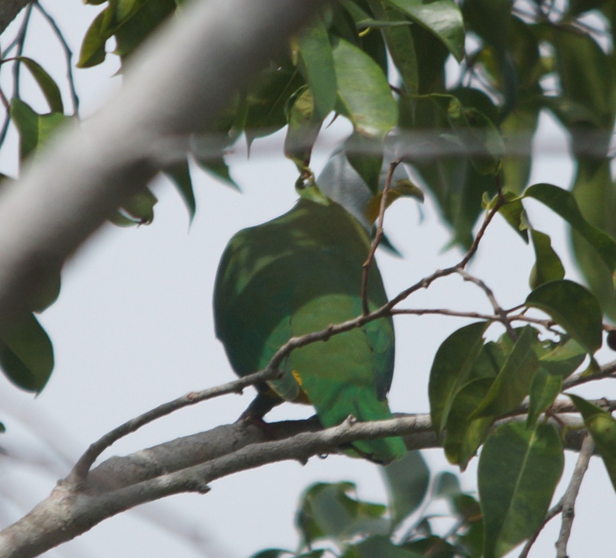 Black-naped Fruit-Dove - ML204695521
