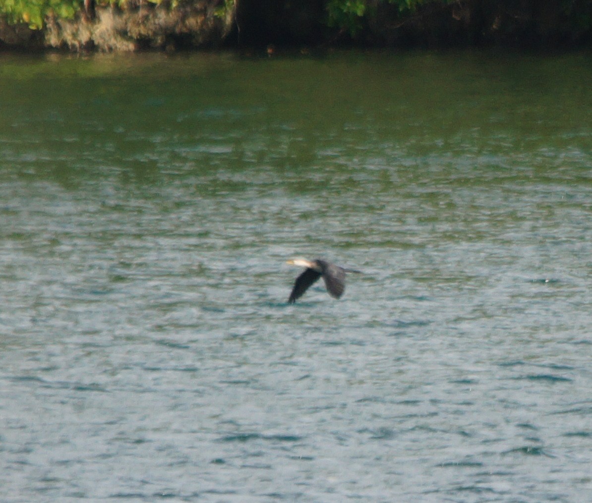 Little Pied Cormorant - ML204695531