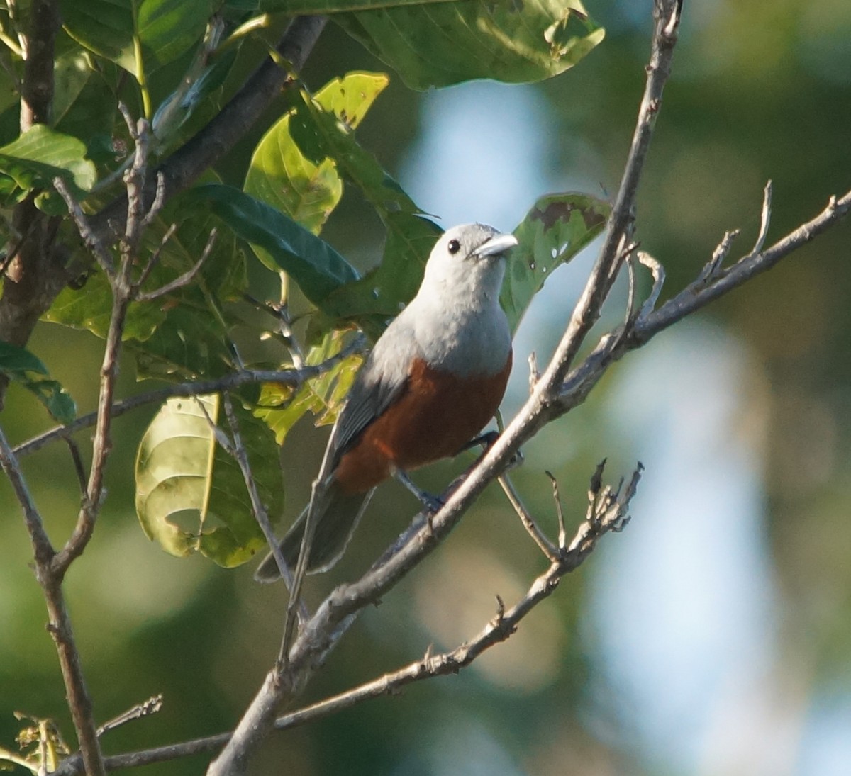 Island Monarch - ML204695541