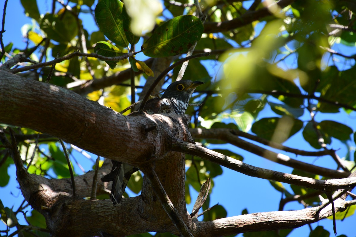 Sulawesi Cuckoo - ML204695571