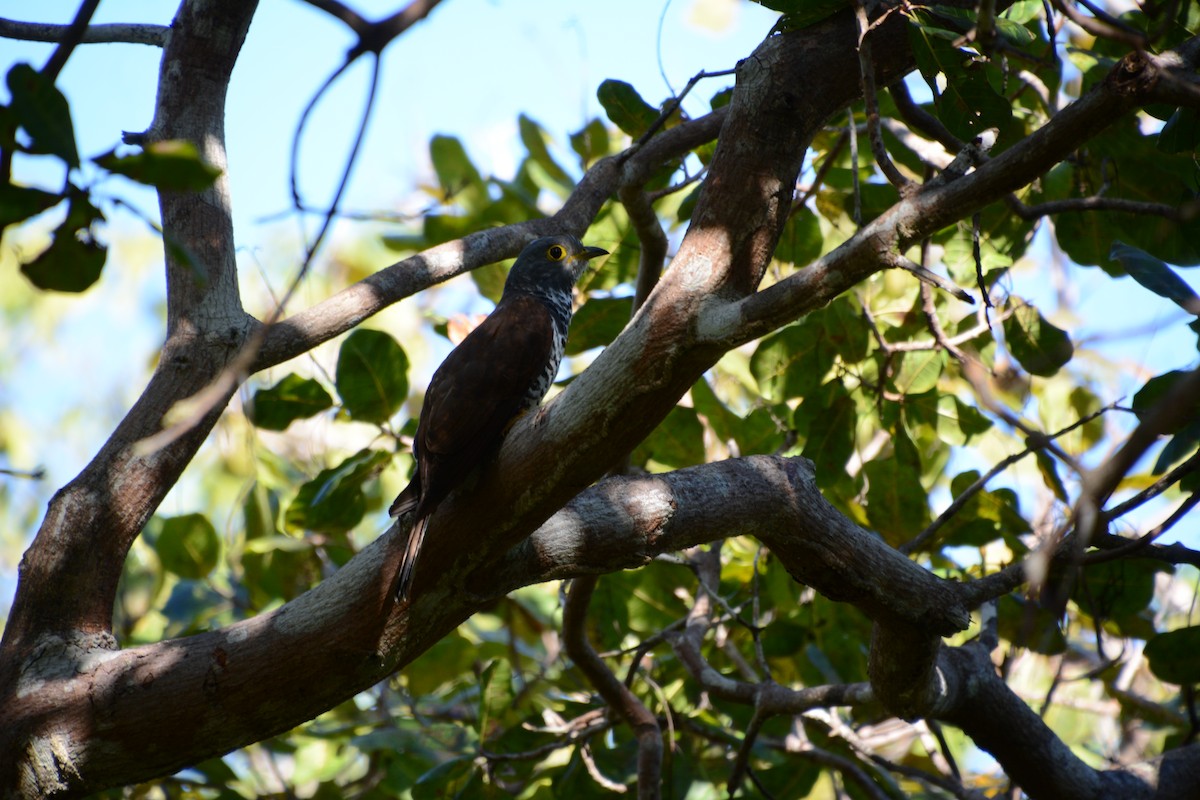 Sulawesi Cuckoo - ML204695581