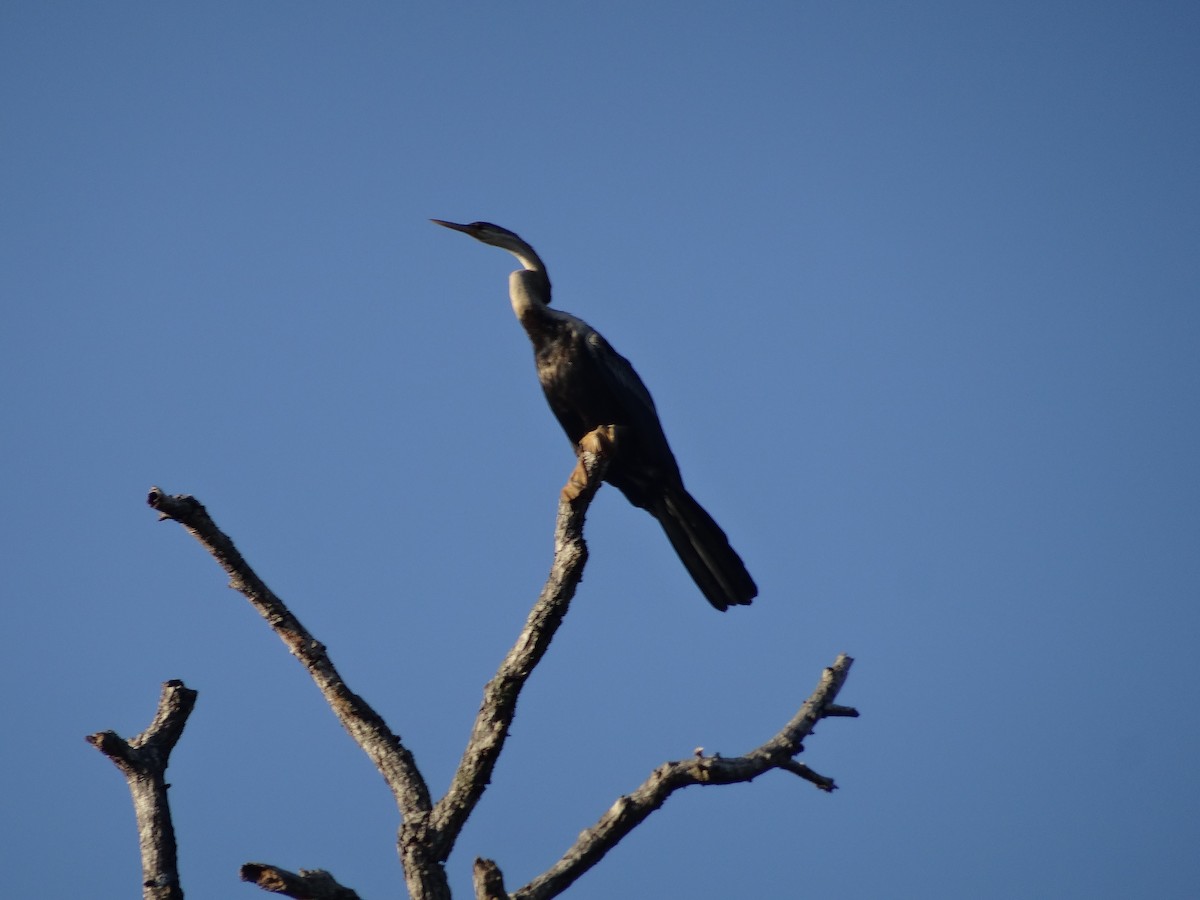 African Darter - ML204695601