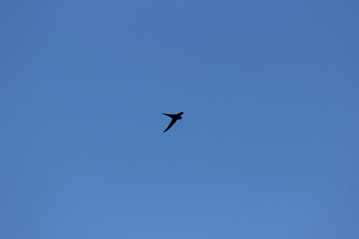 Malagasy Palm Swift (Madagascar) - ML204695611