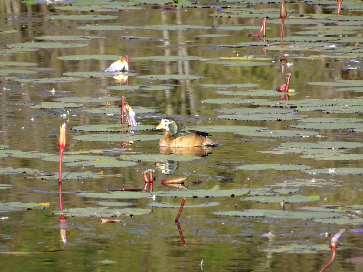 African Pygmy-Goose - ML204695621