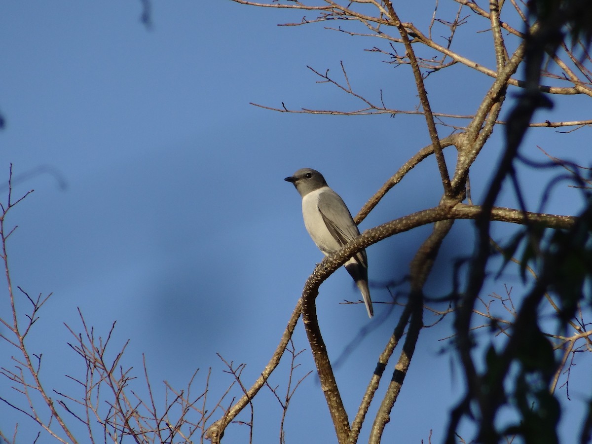 Madagascar Cuckooshrike - ML204695641