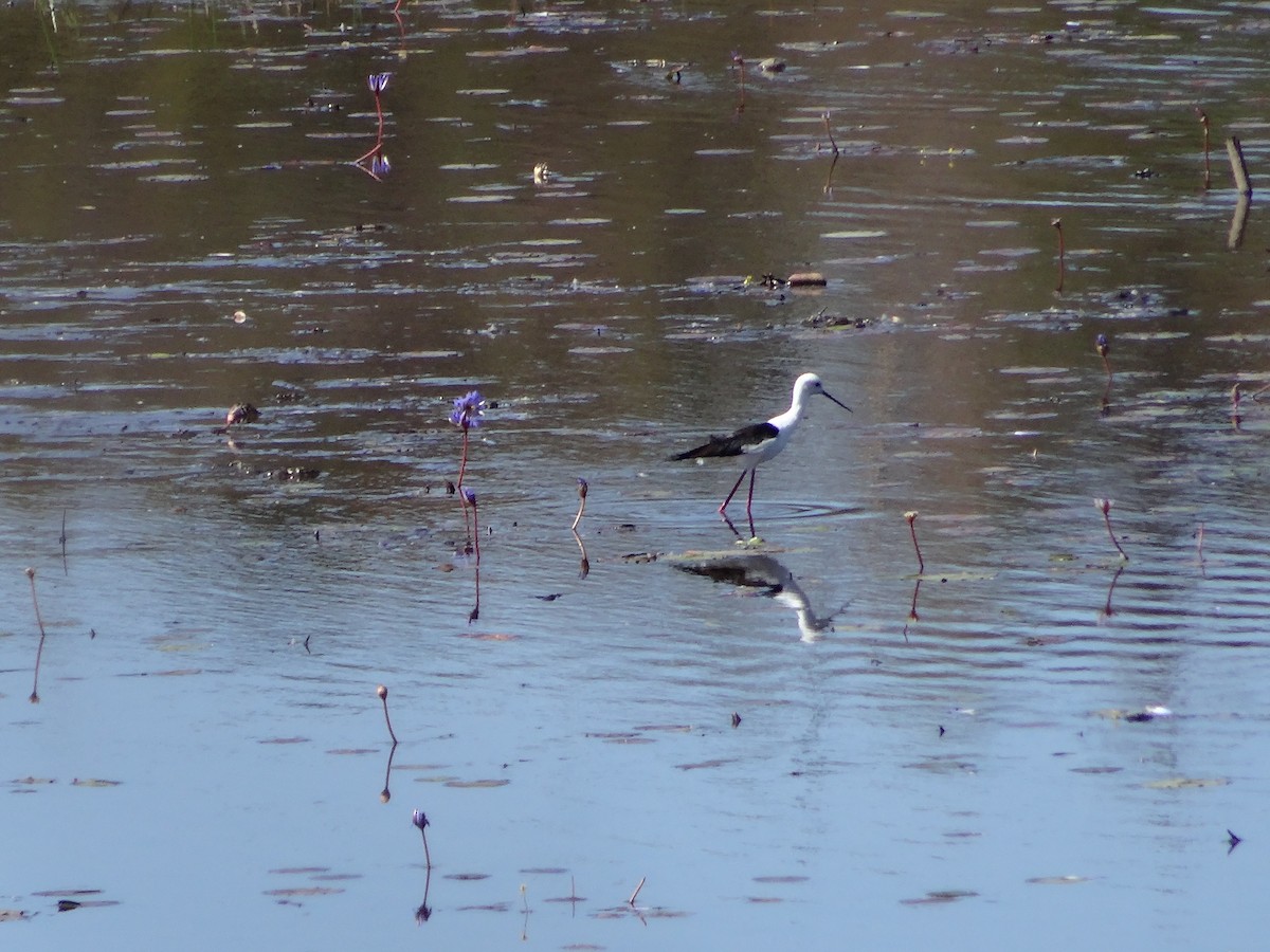 Black-winged Stilt - ML204695651