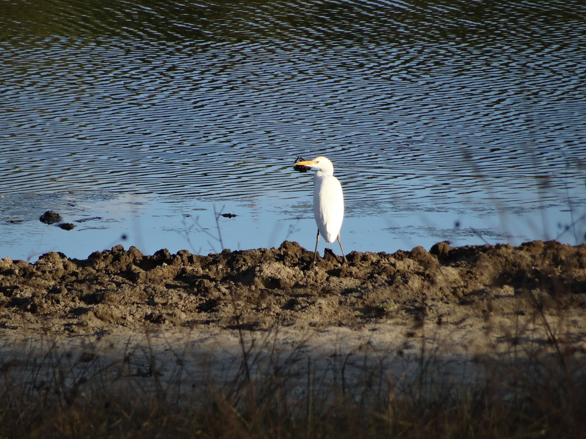 Western Cattle-Egret - ML204695671