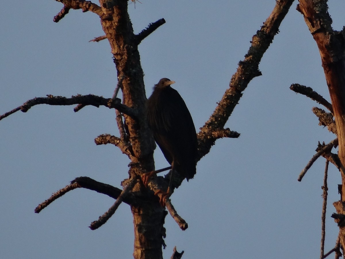 Black Heron - ML204695731