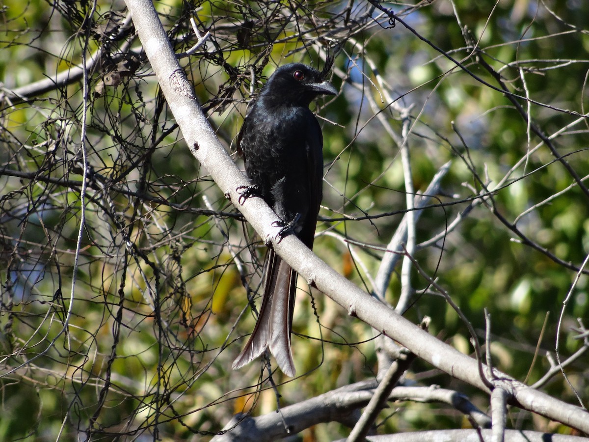 Crested Drongo (Madagascar) - ML204695771