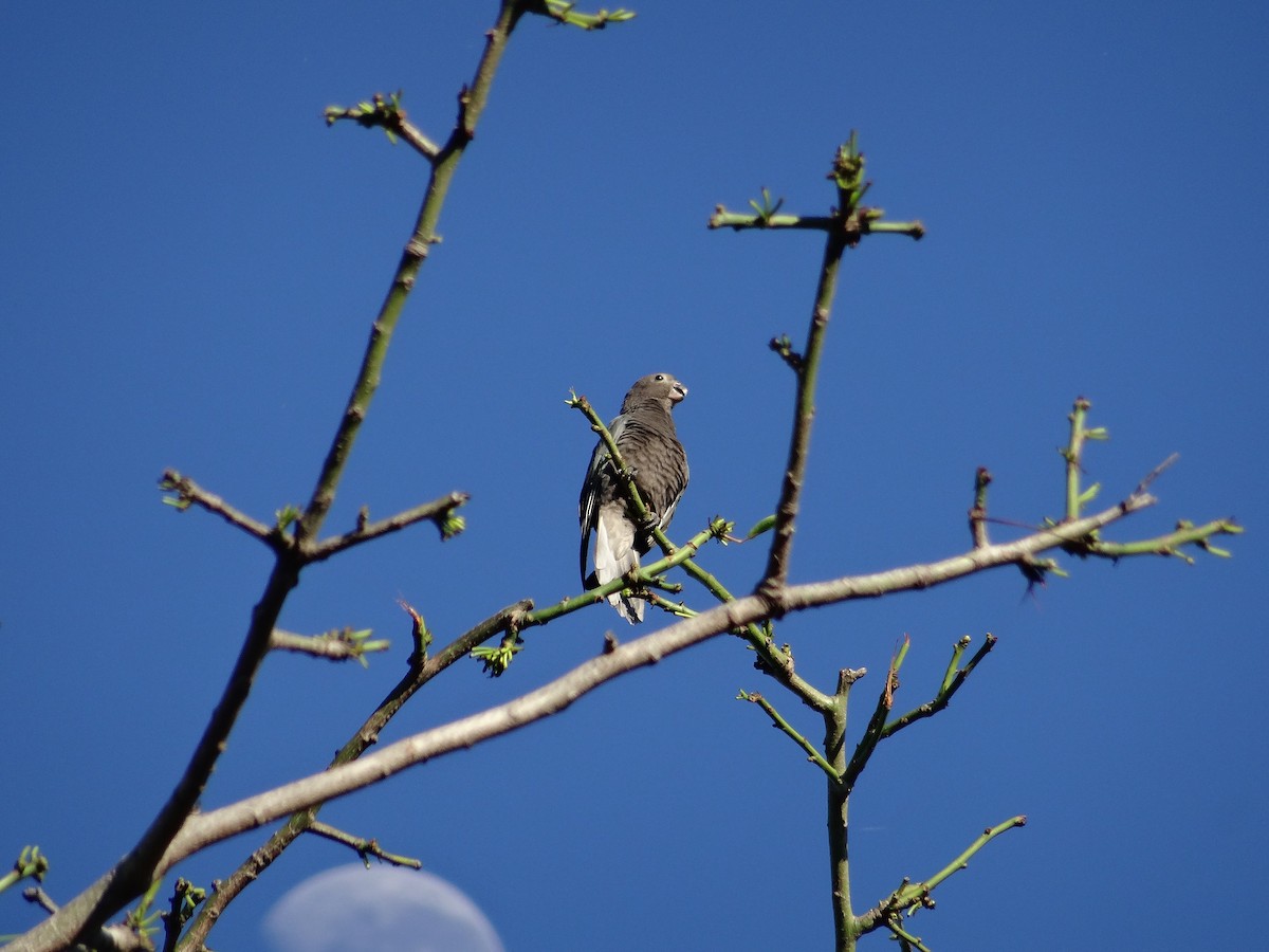 Lesser Vasa Parrot - ML204695801