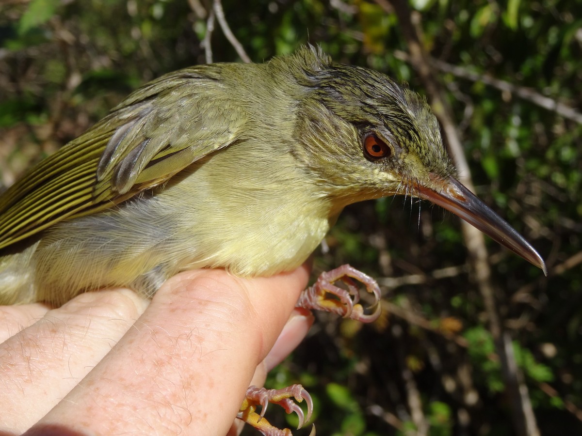 Long-billed Bernieria - ML204695831