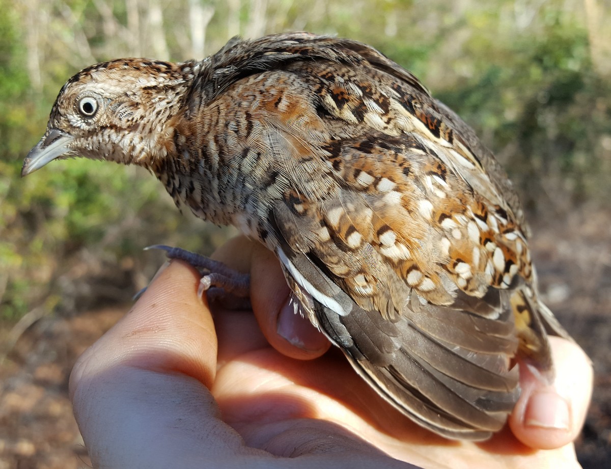 Madagascar Buttonquail - ML204695841