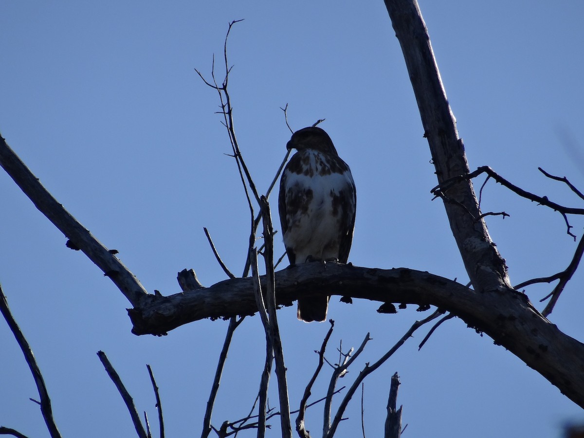 Madagascar Buzzard - ML204695851
