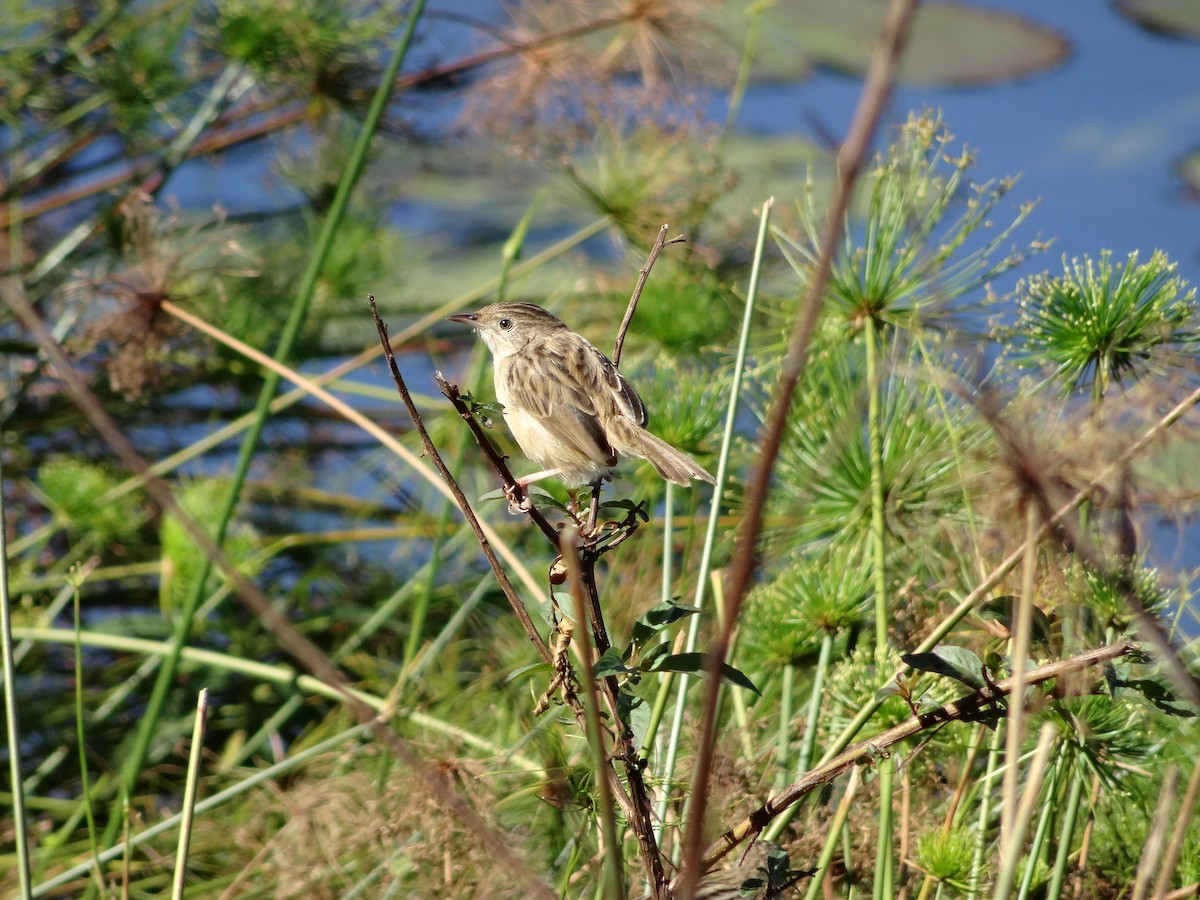 Madagascar Cisticola - ML204695861