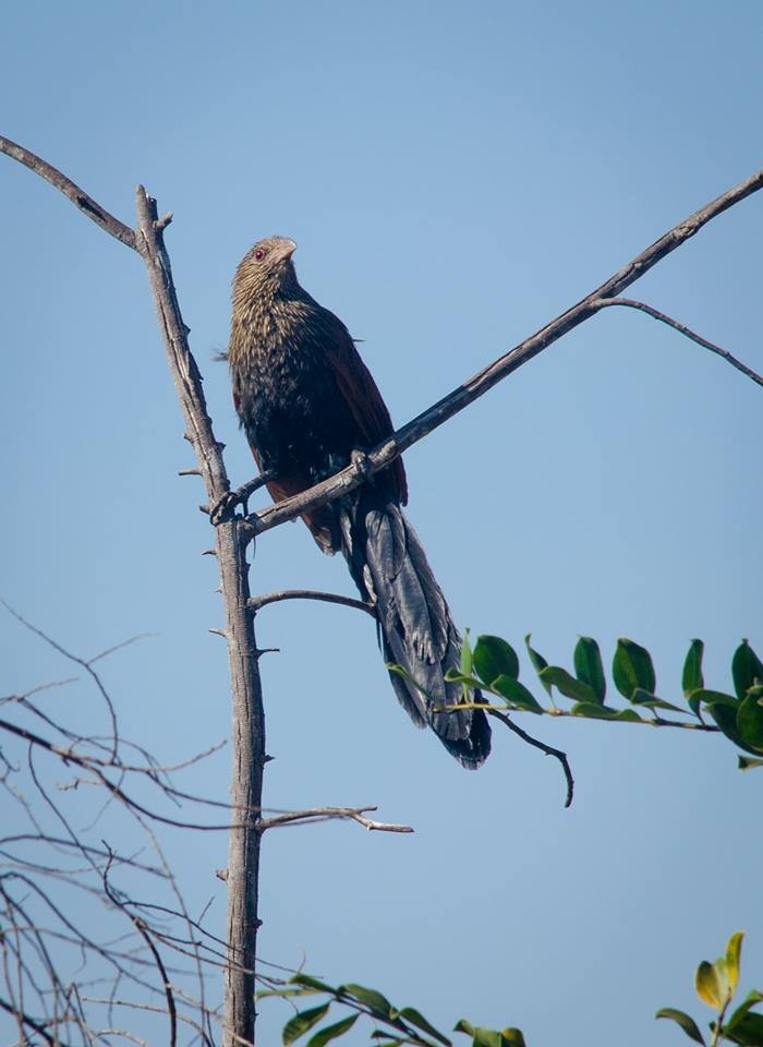 Malagasy Coucal - ML204695871