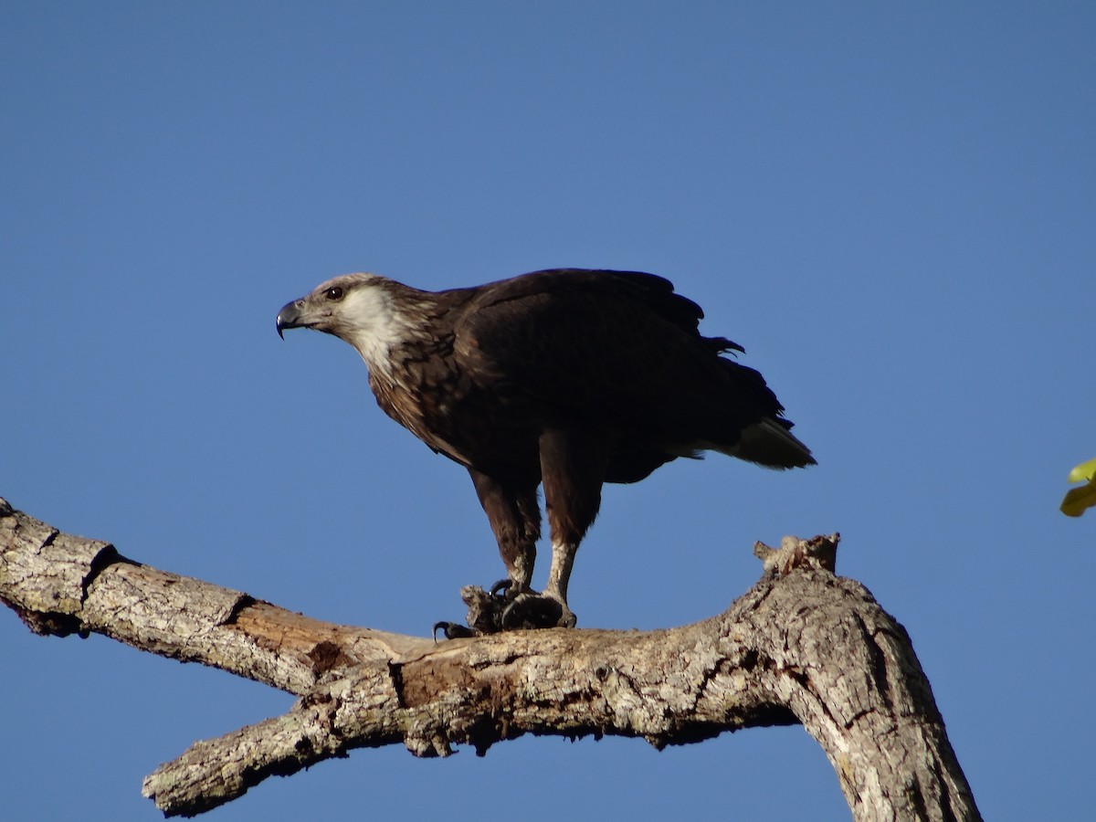 Madagascar Fish-Eagle - ML204695891