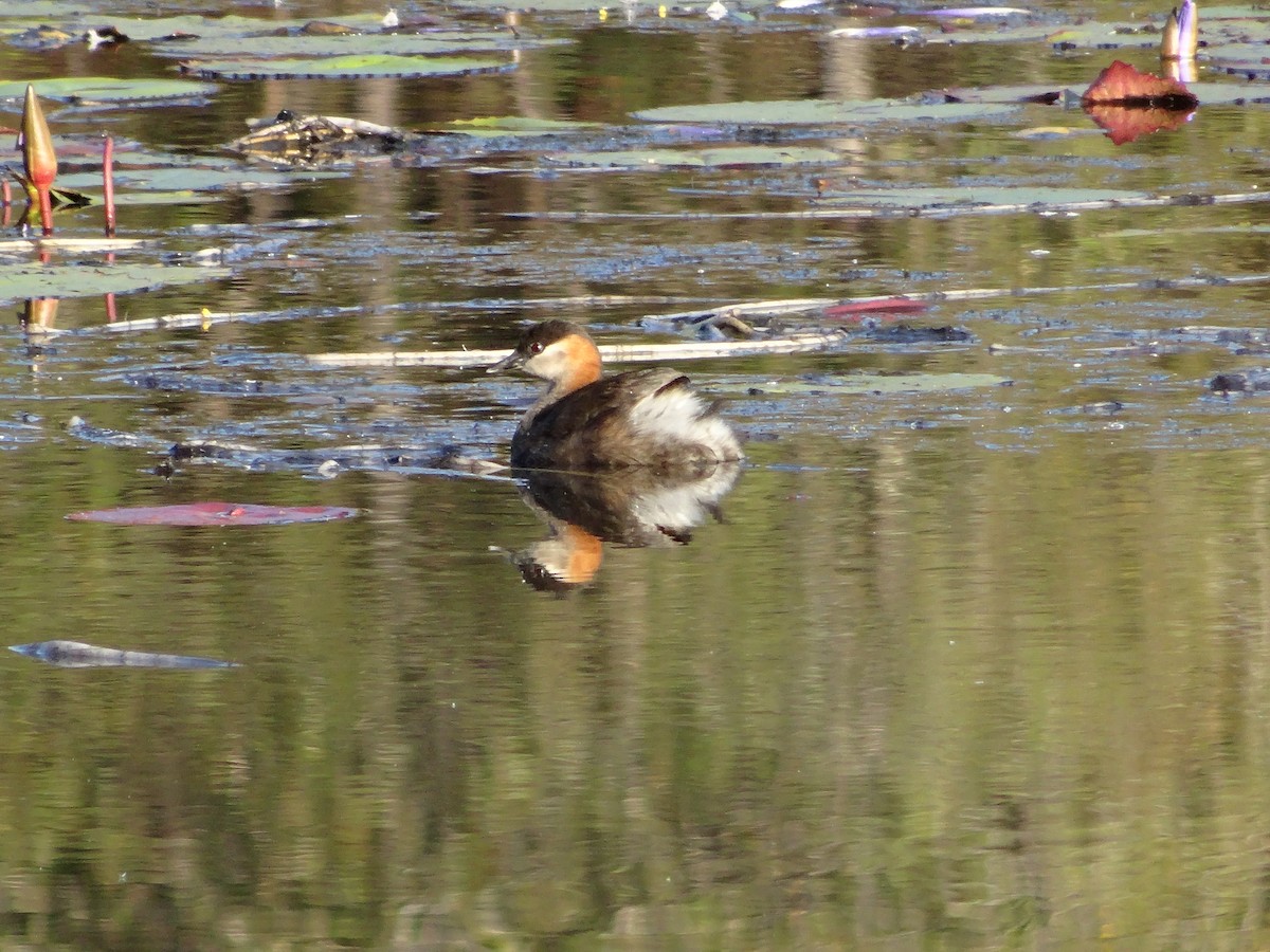 Madagascar Grebe - ML204695901