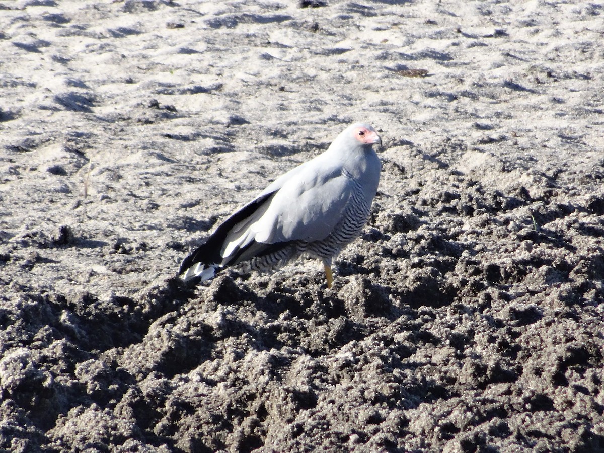 Madagascar Harrier-Hawk - ML204695921