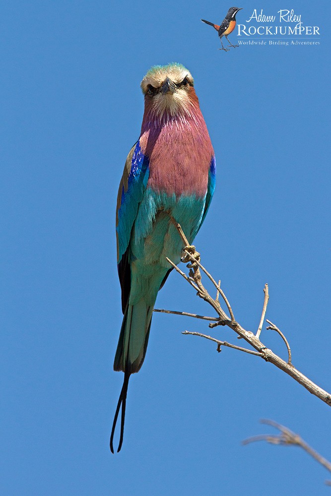 Leylak Renkli Gökkuzgun (caudatus) - ML204696131