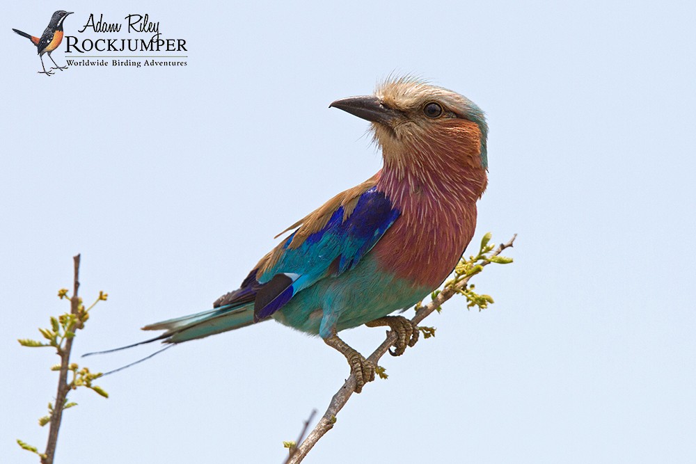 Lilac-breasted Roller (Lilac-breasted) - ML204696151