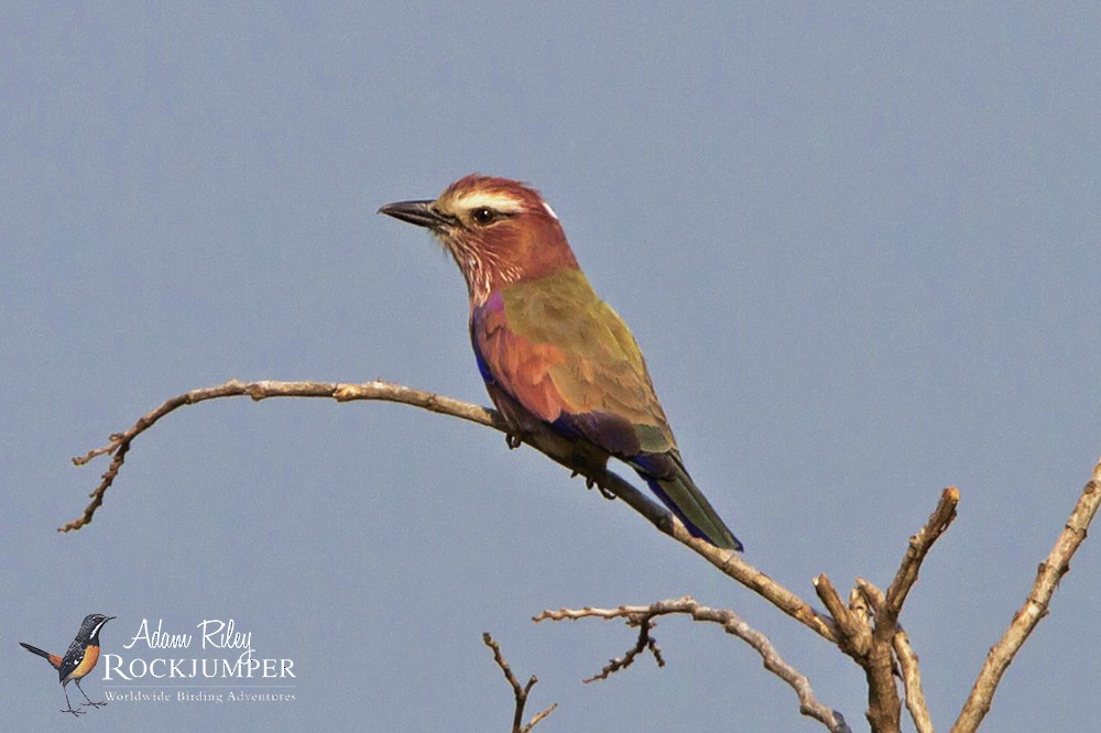 Purple Roller - ML204696251