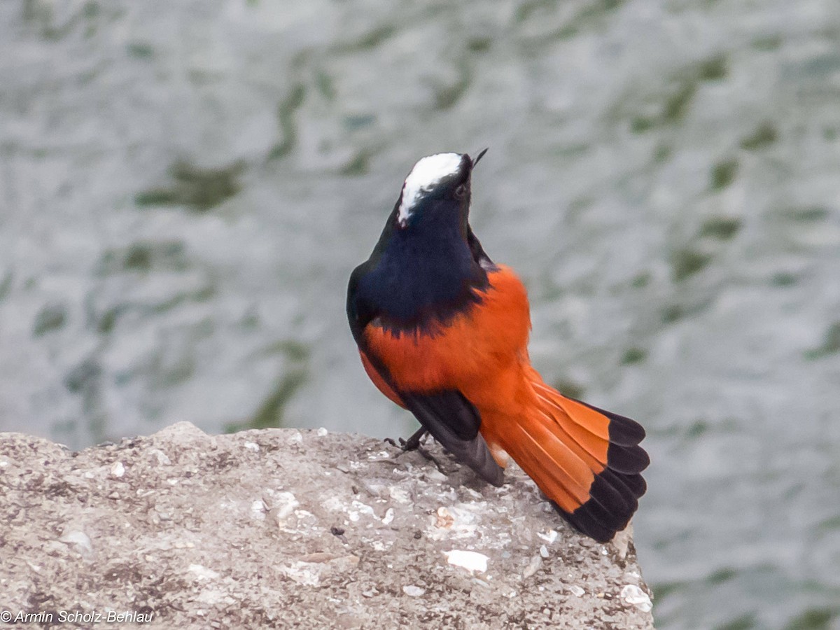 White-capped Redstart - ML204696531