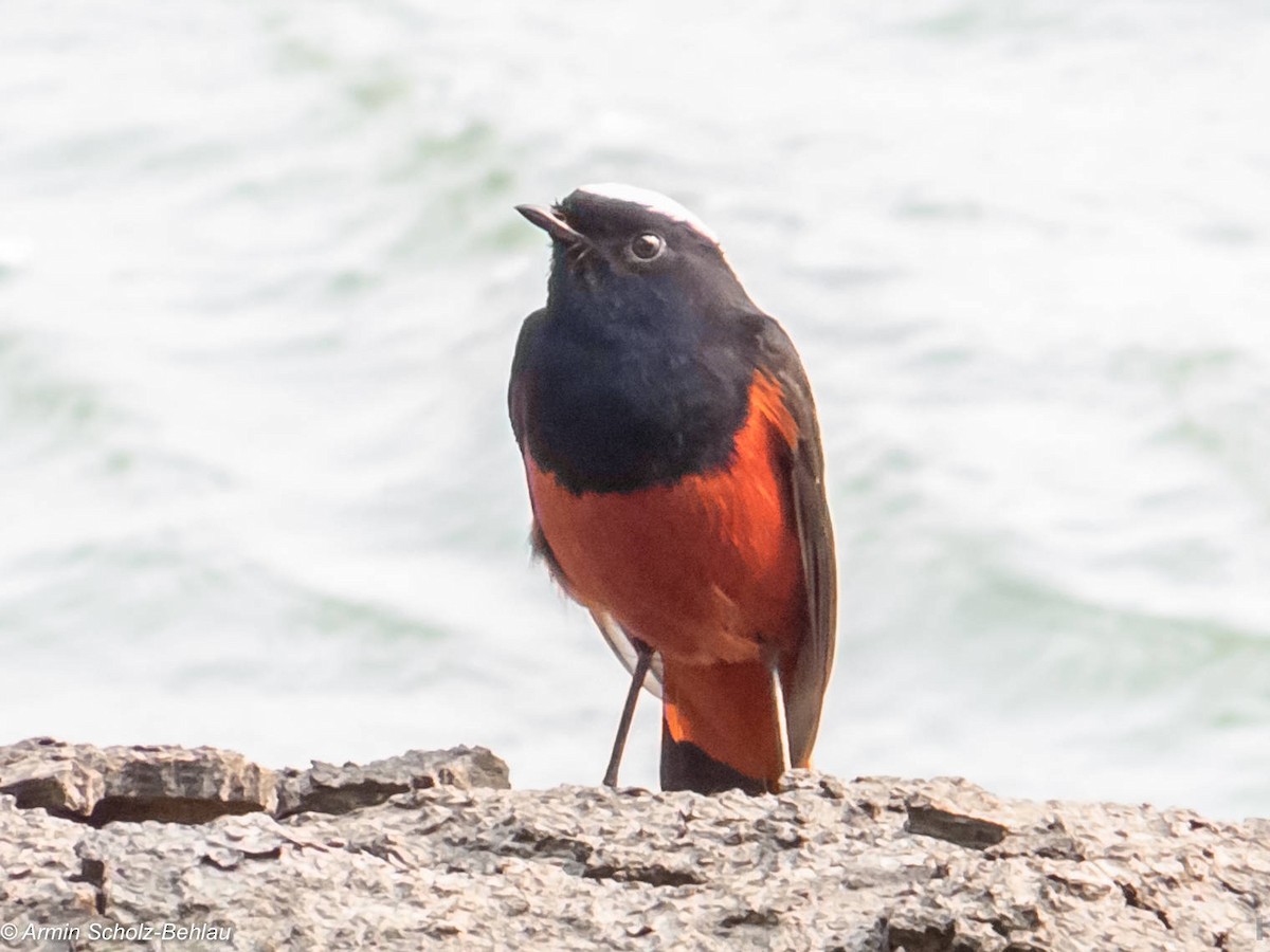 White-capped Redstart - ML204696551