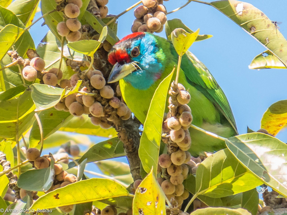Blue-throated Barbet (Red-crowned) - ML204696601