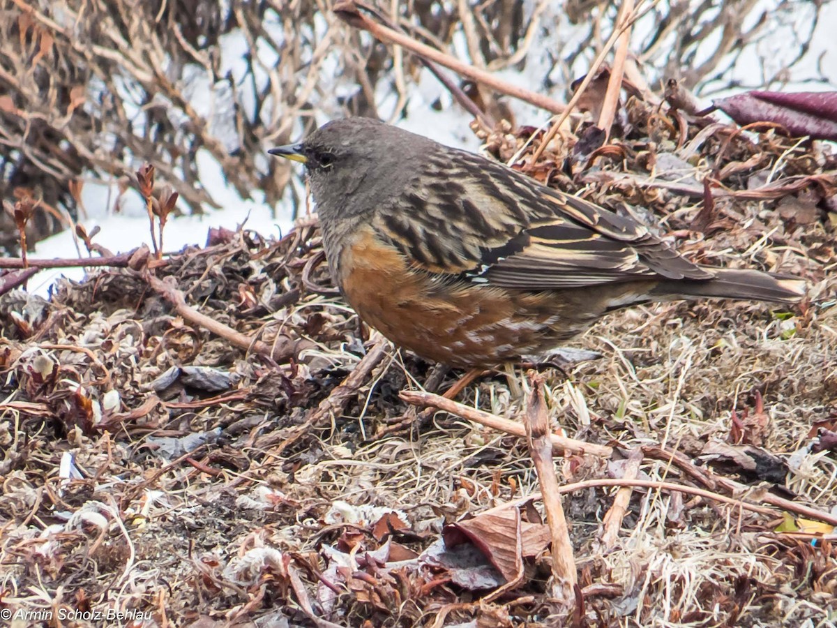 Alpine Accentor - ML204696671