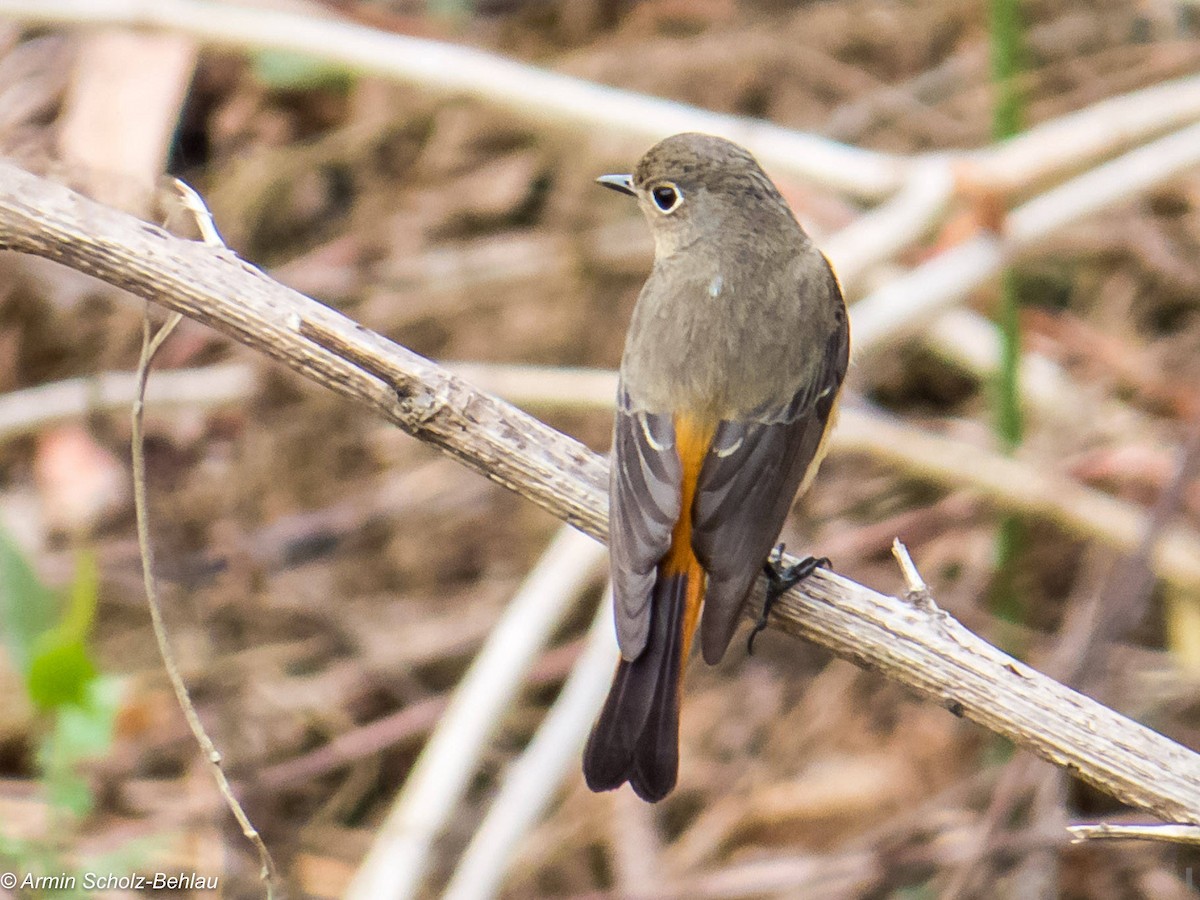 Blue-fronted Redstart - ML204696721