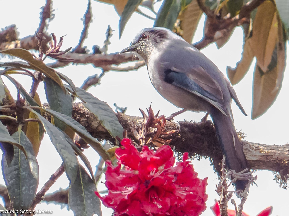 Beautiful Sibia - ML204696791