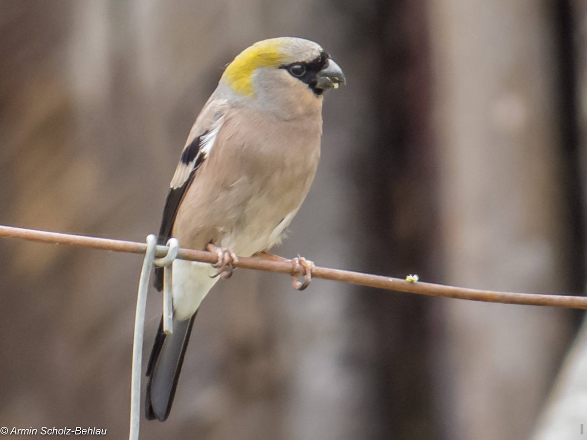 Red-headed Bullfinch - ML204696871