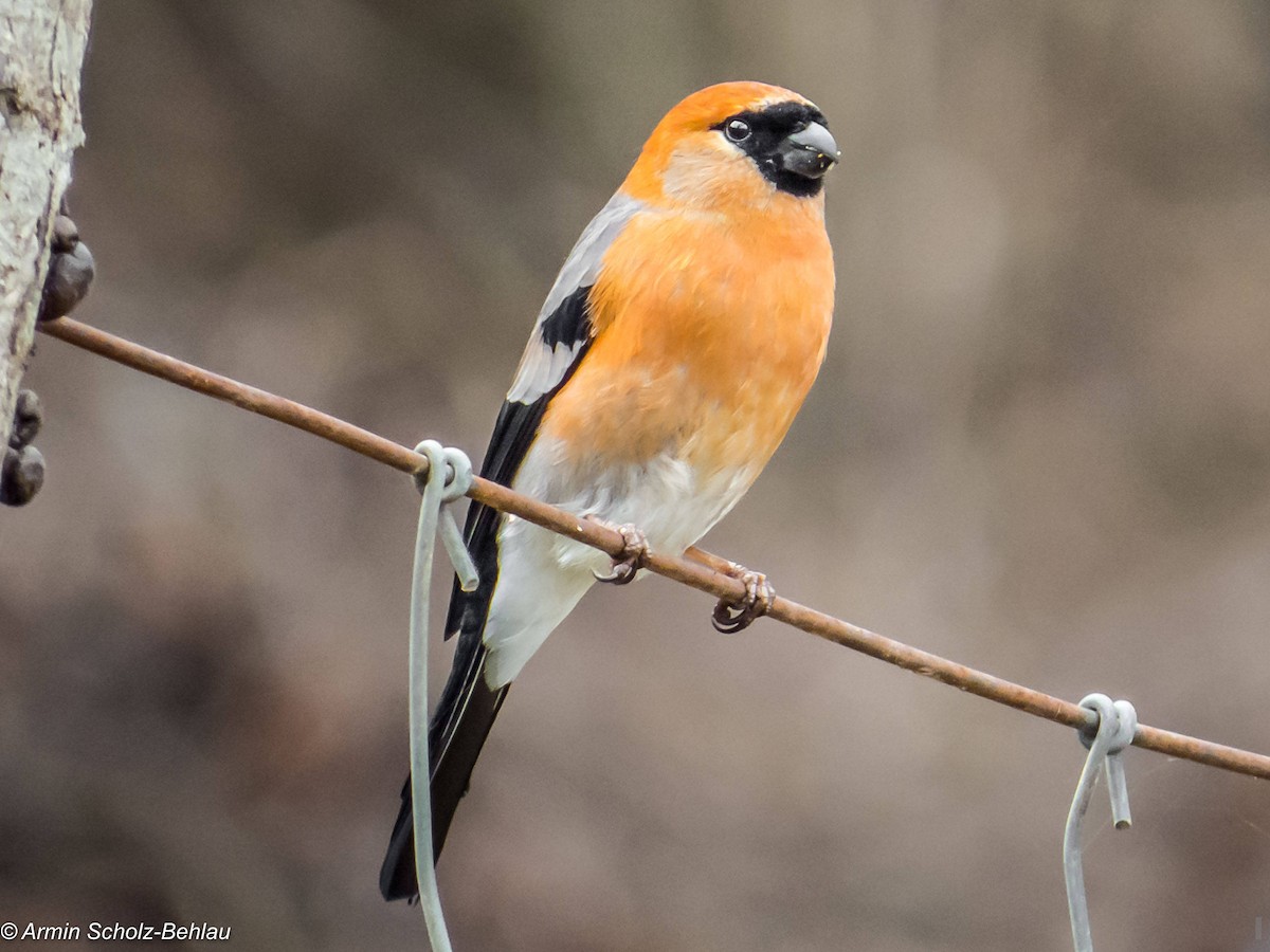 Red-headed Bullfinch - ML204696881