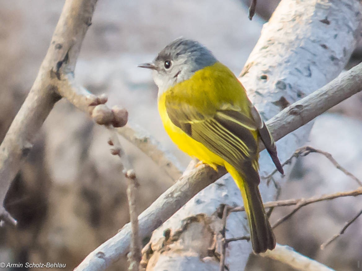 Gray-headed Canary-Flycatcher - ML204696891