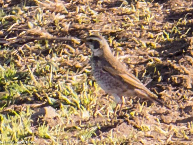 Dusky Thrush - ML204696951
