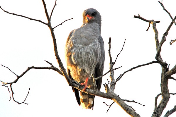 Dark Chanting-Goshawk - ML204697041