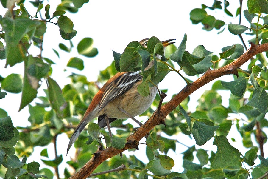 Red-backed Scrub-Robin - Robert Erasmus