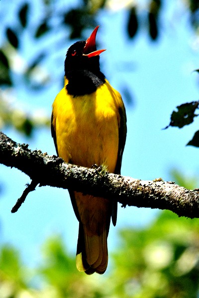 African Black-headed Oriole - ML204697341