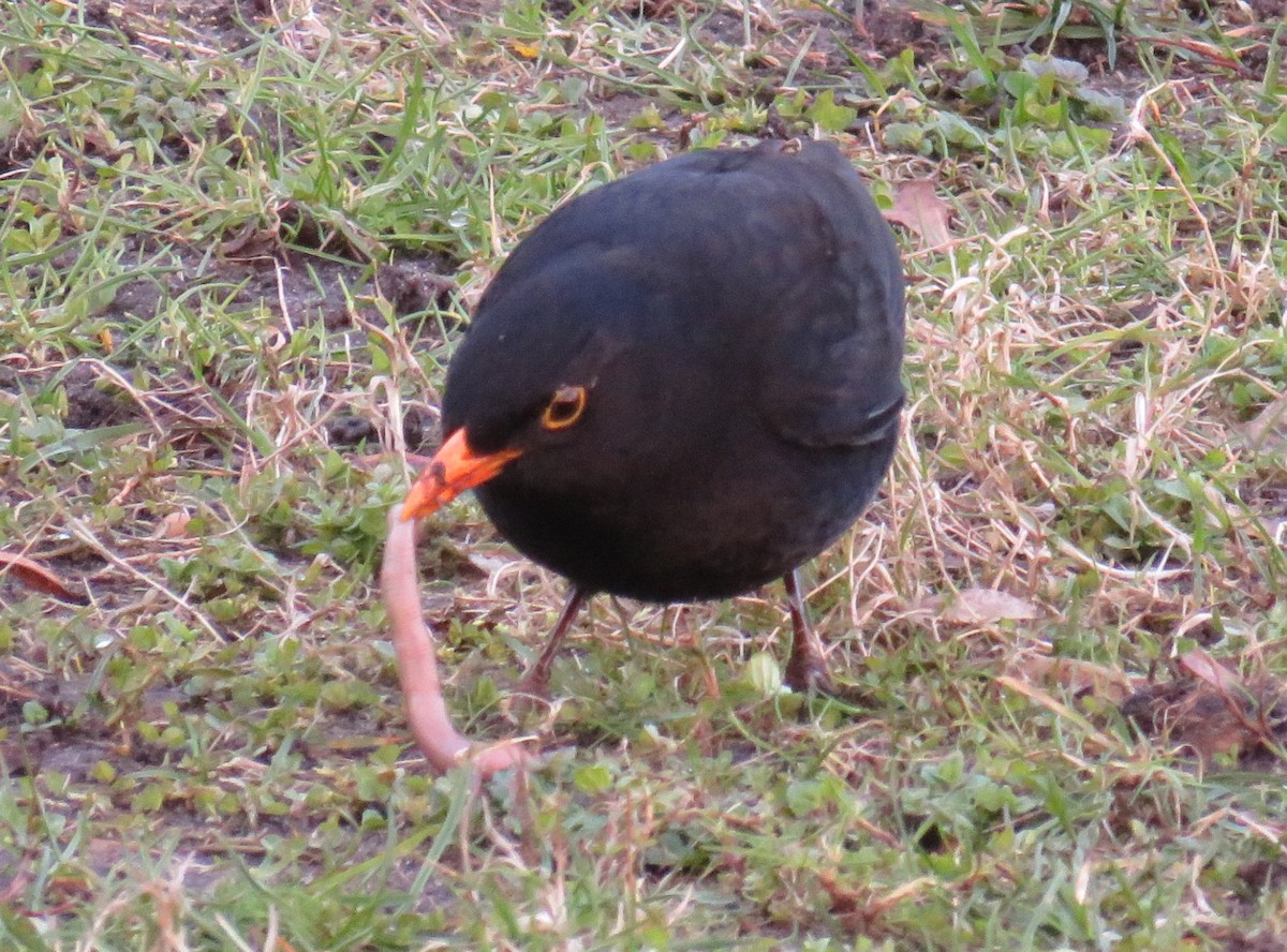Eurasian Blackbird - ML204697981