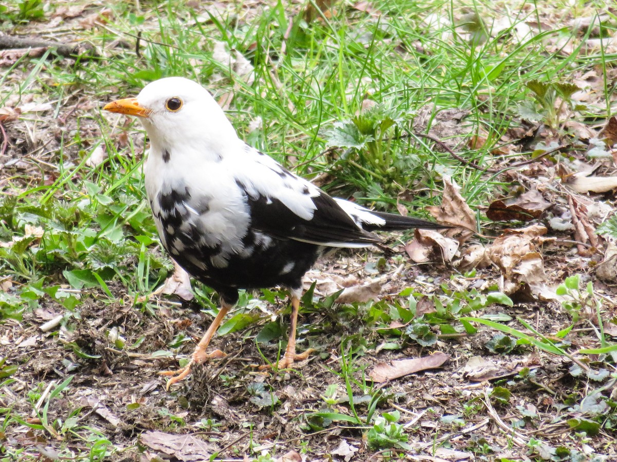 Eurasian Blackbird - ML204698101