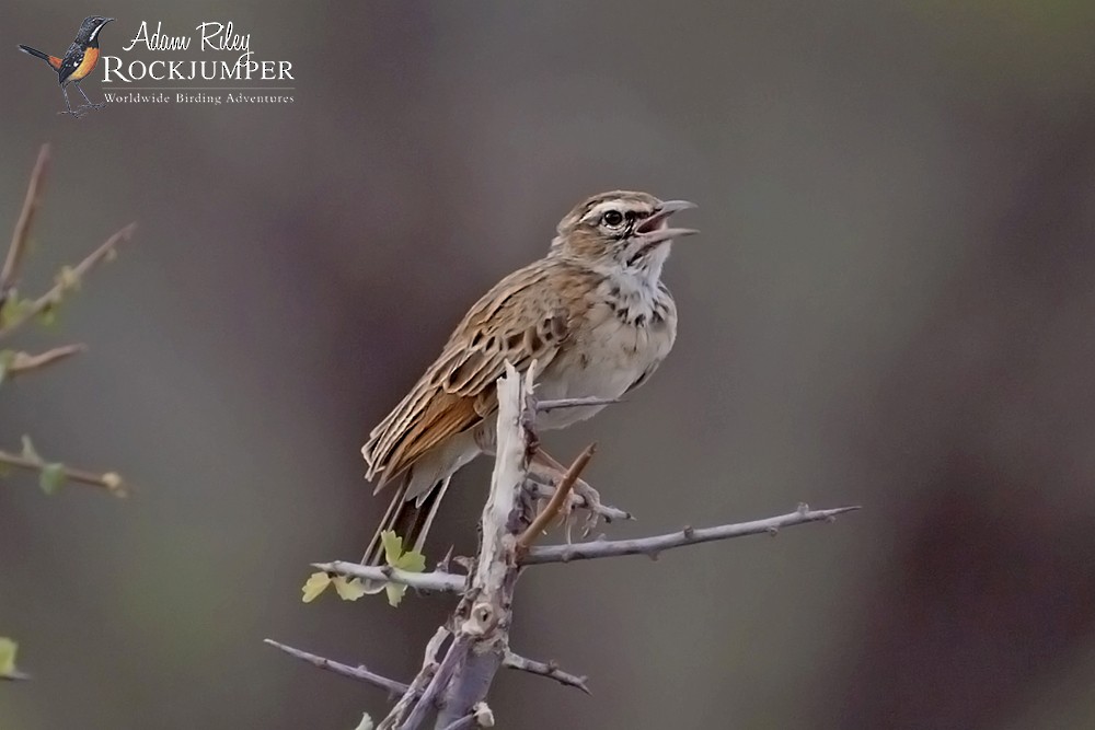 Fawn-colored Lark (Foxy) - Adam Riley