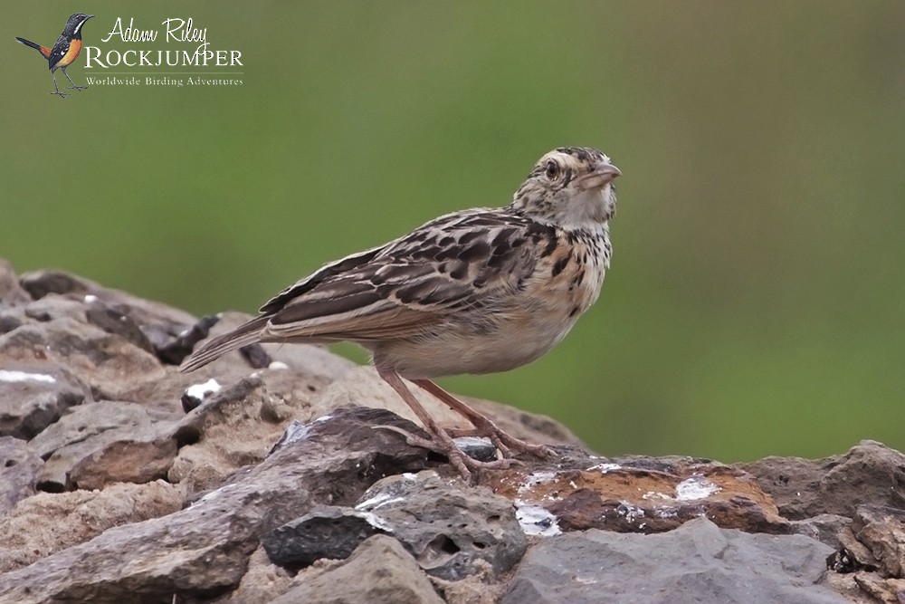 Rufous-naped Lark - ML204698301