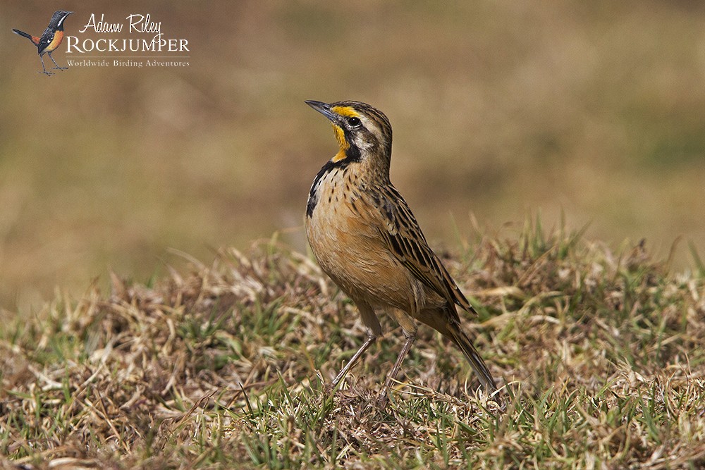 Abyssinian Longclaw - Adam Riley