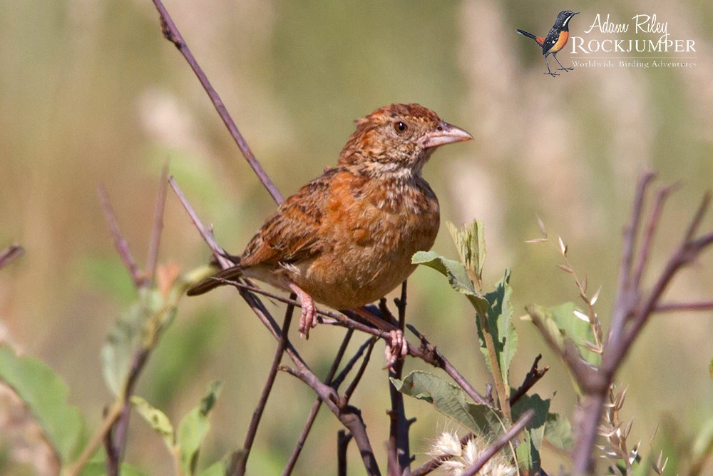 Eastern Clapper Lark - ML204698481