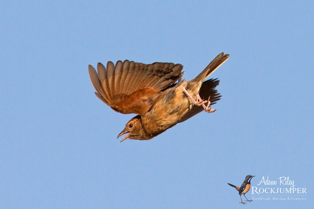 Eastern Clapper Lark - ML204698491